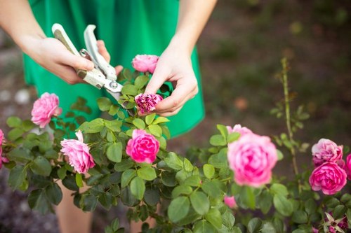 Gardener carrying out corrective hedge trimming